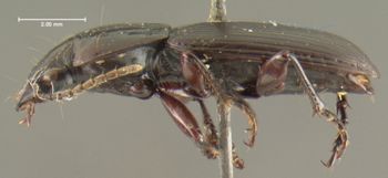 Media type: image; Entomology 23873   Aspect: habitus lateral view